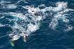 Ciencia.-Captan 150 ballenas juntas para comer, récord desde el fin de su caza