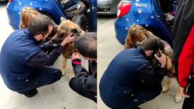 Emotivo video: perro se reencuentra con su familia tras seis años perdido