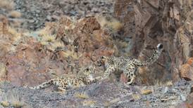¿Puedes encontrar a los leopardos en estas imágenes?