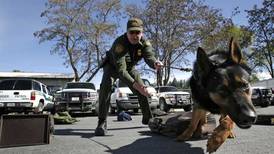 Perros de la calle localizan posible fosa clandestina en Jalisco