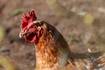 La OMS califica el riesgo de contagio de la gripe aviar H5N1 para los humanos como "bajo"