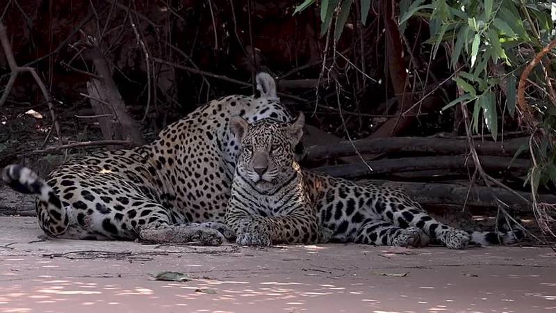 Jaguar y caimán protagonizan intenso combate a muerte (VIDEO)