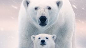 Osa Polar, un documental que deja un fuerte mensaje acerca del Cambio Climático