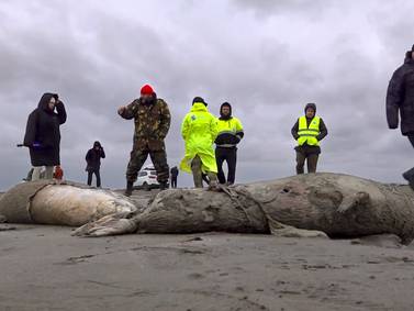 Aparecen 1.700 focas muertas en costas rusas