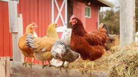 ¡Alerta máxima! Sacrifican millones de aves en Francia por brotes de gripe aviar