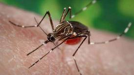 OMS advierte que podría haber casos de dengue, zika y chikungunya este verano