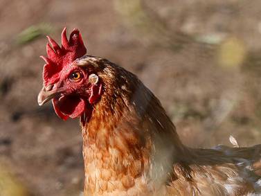 La OMS califica el riesgo de contagio de la gripe aviar H5N1 para los humanos como "bajo"