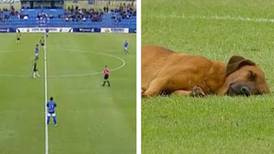 Video: ¡Una ternura! Perrito interrumpe un partido de fútbol para tomar una siesta en la cancha