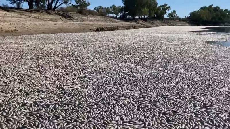 Millones de peces muertos y en estado de creciente putrefacción tras ola de calor en Australia