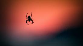 Vivir lejos de la naturaleza dispara fobias hacia arañas y serpientes: estudio
