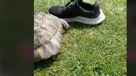 Videos: Tommy, la “tortuga racista” que cautiva las redes sociales