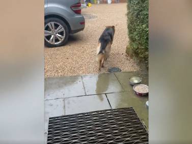 Un perro quería salir a pasear bajo la lluvia... y se arrepiente al instante