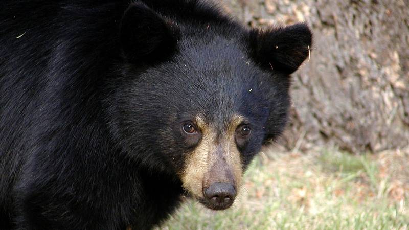 Un oso negro, apodado 'Pablo EscoBear' murió por una sobredosis de cocaína.