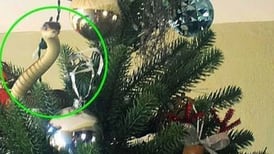 Una serpiente se escondió en árbol navideño de una familia británica