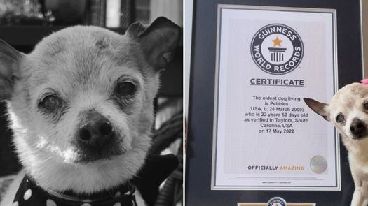 Murió a sus 22 años Pebbles, la perra más longeva del mundo.