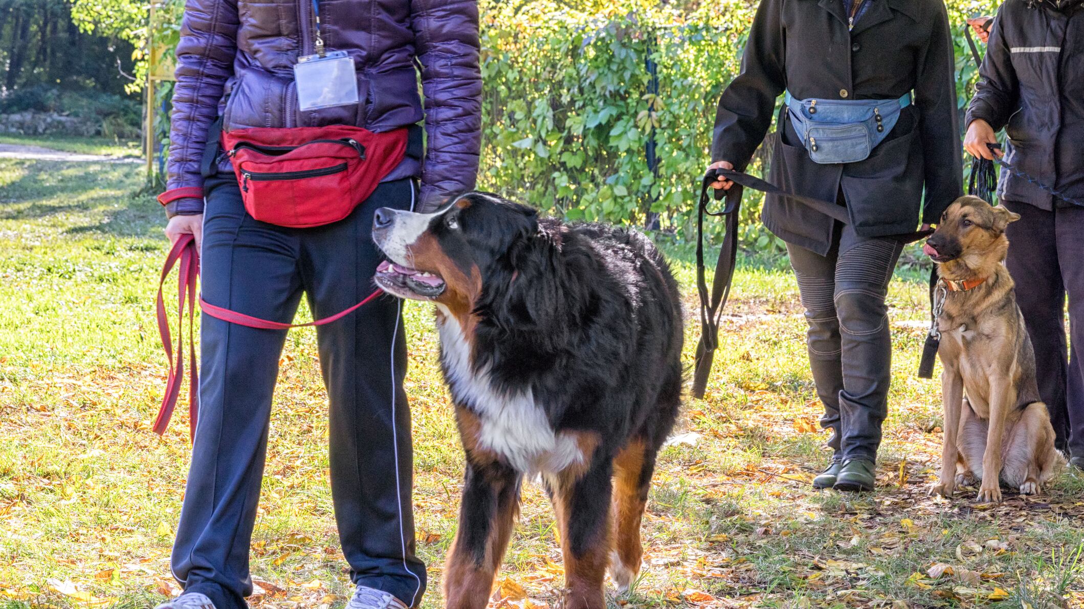 Los animales corren el riesgo de contraer el virus.