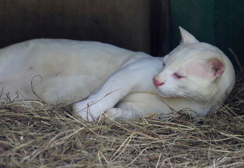 Ocelote albino, el resultado de la deforestación