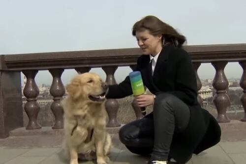 (Video) Perro tierno y ladrón: le quitó el micrófono en vivo a una periodista