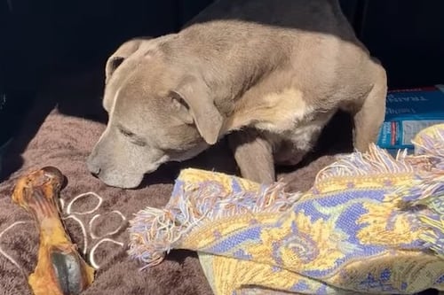 Emoción pura: Perrita se reencuentra con su dueña tras 12 años desaparecida