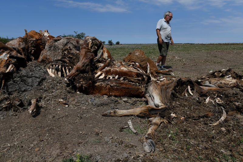Sequía mata a miles de animales y daña cultivos en Argentina