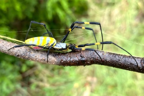 Alerta en EE.UU por arañas gigantes voladoras que invadirán en una zona del país