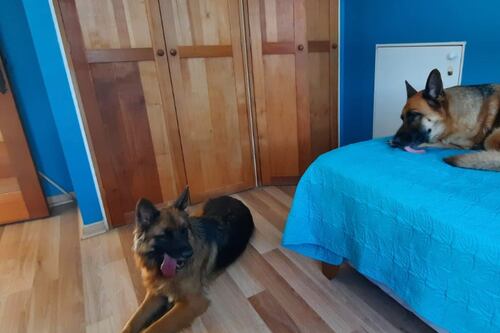 Mujer es arrastrada cinco metros tras el robo de su vehículo: quería sacar a sus mascotas