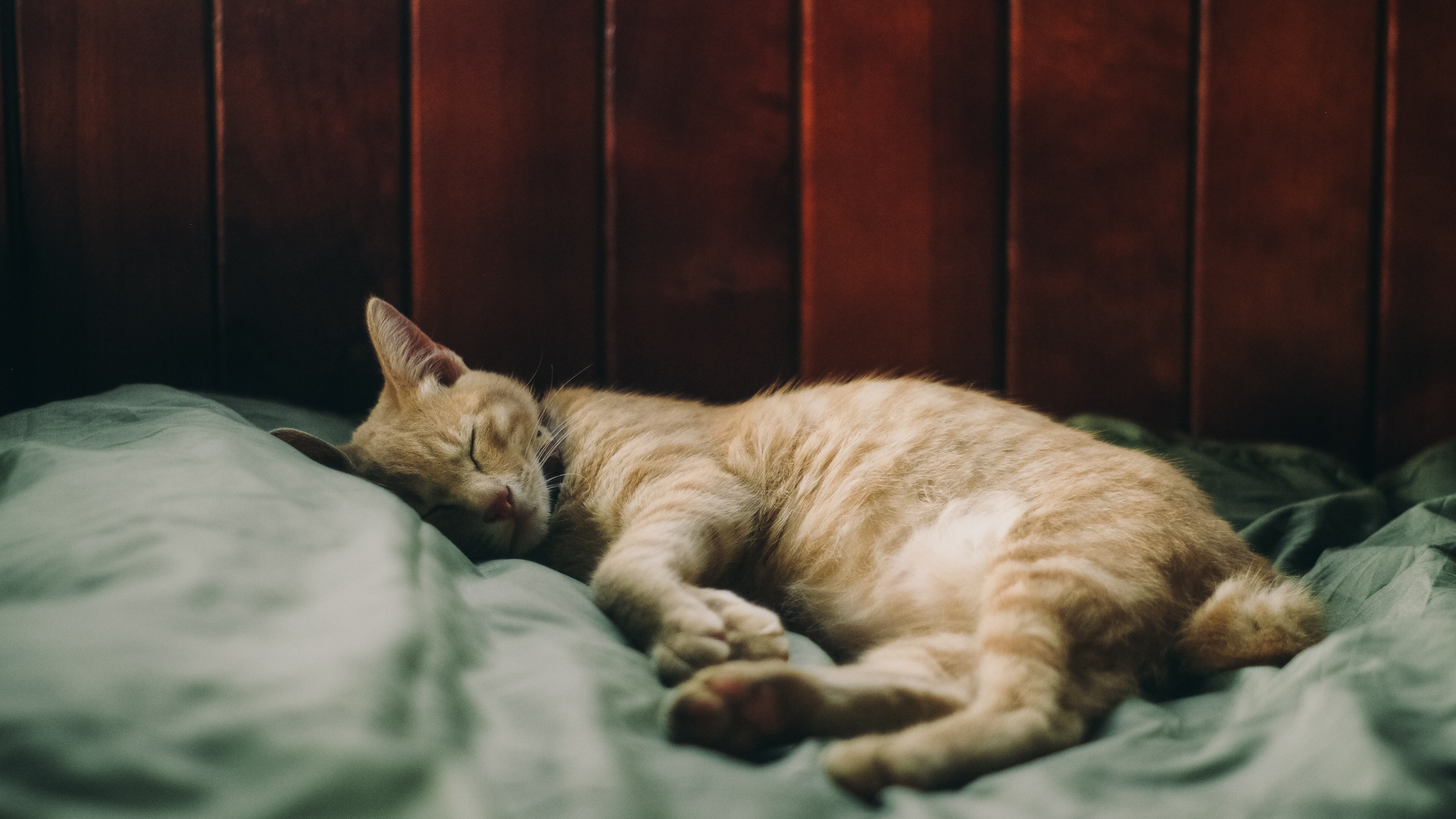 Gripe felina: veja os sintomas e o tratamento contra a gripe que afeta os gatos