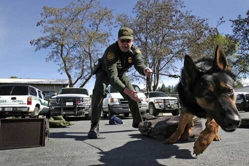 Perros de la calle localizan posible fosa clandestina en Jalisco