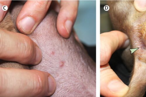 Viruela de Mono: Perro se infectó después de compartir la cama, lamiendo a sus dueños