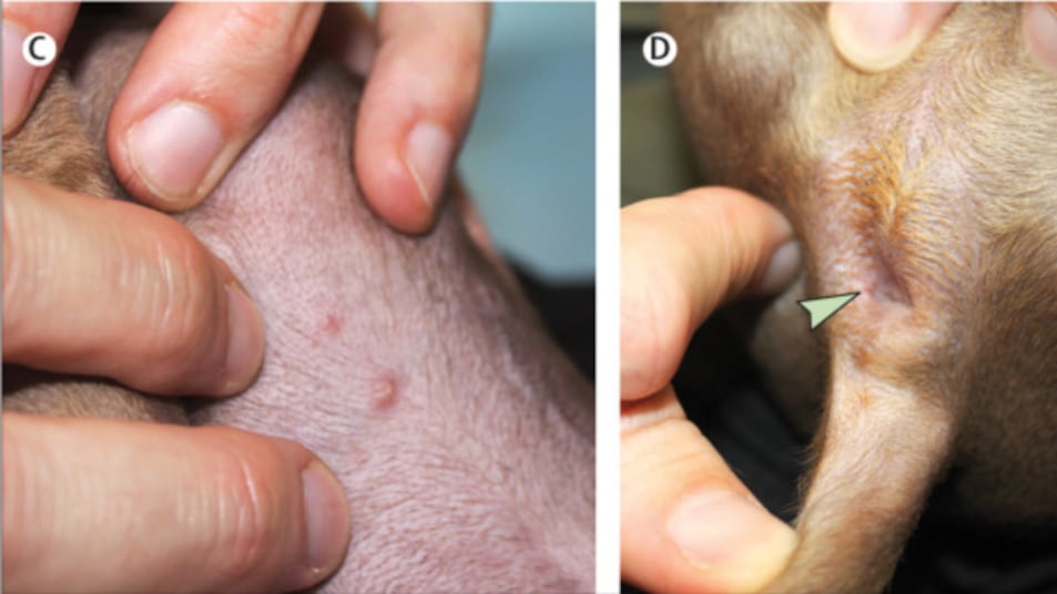 Primer caso de viruela del mono en un perro por contacto humano (Especial/ The Lancet Journal)