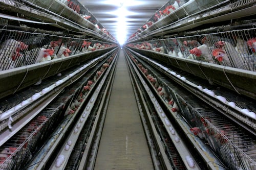 Mayor productor de huevo sacrificará a todas sus gallinas por brote de salmonelosis