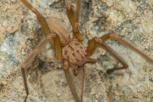 Adolescente chileno de 16 años descubre nueva especie de araña de rincón: fue bautizada con su nombre