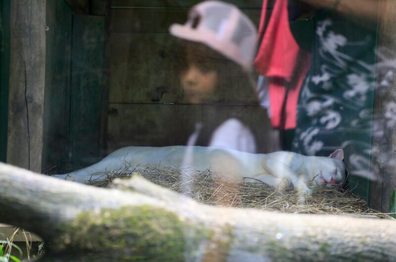 Ocelote albino, el resultado de la deforestación