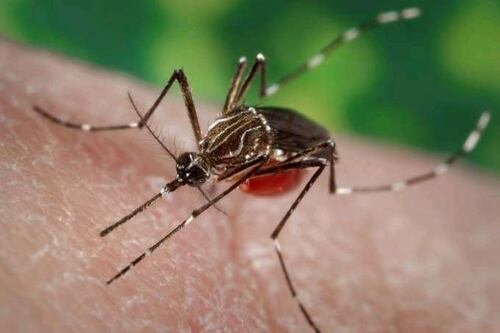 OMS advierte que podría haber casos de dengue, zika y chikungunya este verano