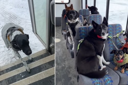 Mientras todos bailan en una boda, perrito aprovecha para robarse la comida