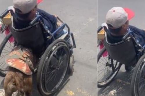 No los merecemos: perrito ayuda a su humano en silla de ruedas y se vuelve viral