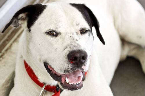 Pitbull le quitó parte de un brazo a supuesto ladrón en medio de un robo, hay quienes celebran y otros protestan por lo sucedido
