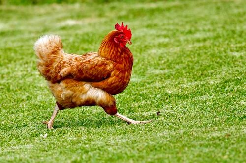 Es viral: ¡Le dieron de regalo de Navidad un gallo!