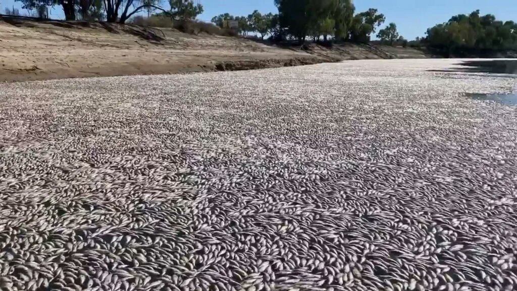 Millones de peces muertos y en estado de creciente putrefacción tras ola de calor en Australia