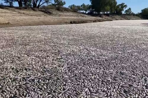Mueren millones de peces durante ola de calor en Australia