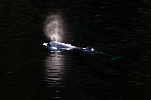 Una cría de orca sale nadando de una laguna canadiense donde estuvo atrapada más de un mes