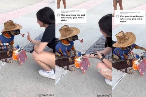 El perrito más adorable y astuto: cobra por dar la patita