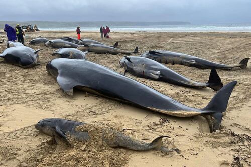 Mueren al menos 51 ballenas que quedaron varadas en una playa