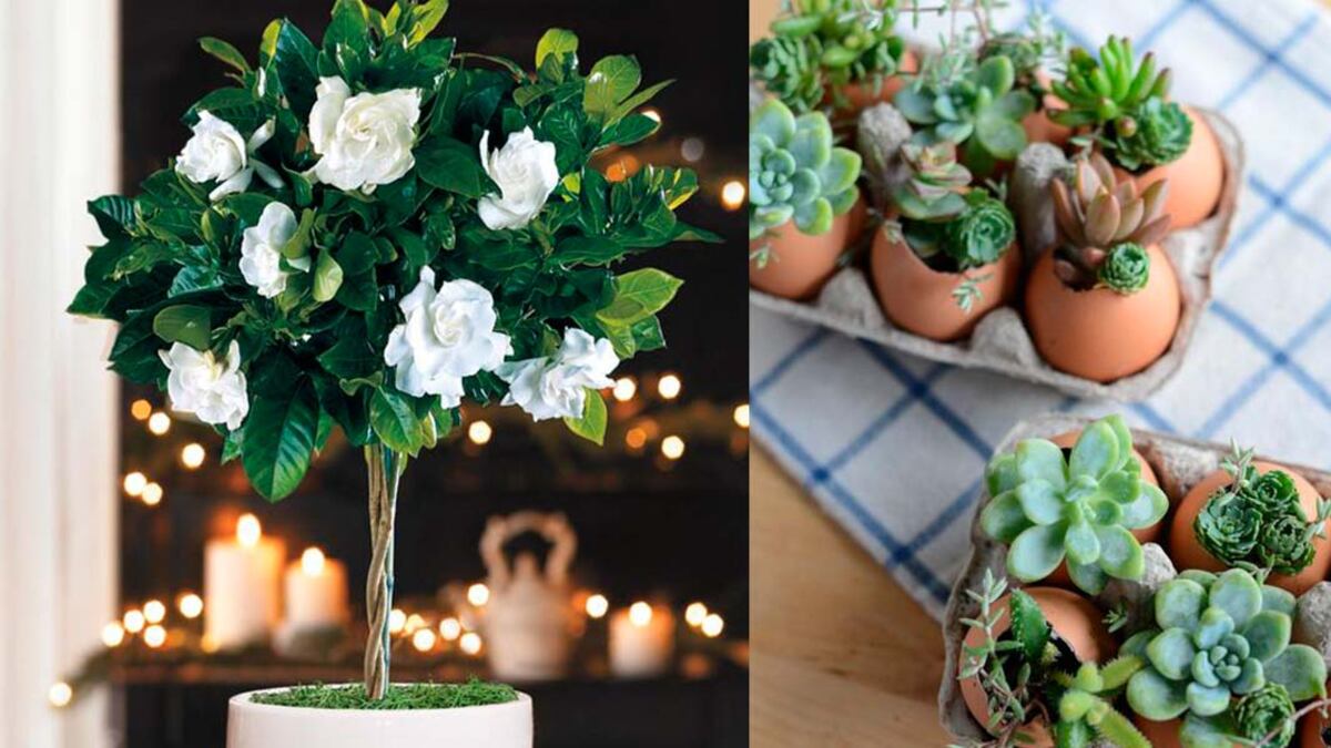 Plantas