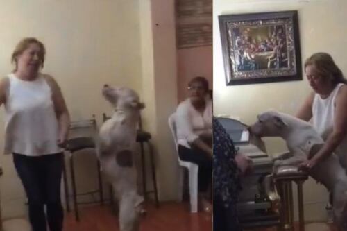 Una despedida fiel y triste: Perrita se vuelve viral, tras lanzarse a llorar sobre ataúd de su dueño