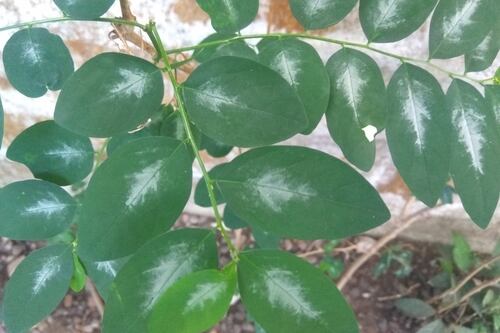 Colombia y Bolivia quieren hacer a la hoja de coca una sustancia legal
