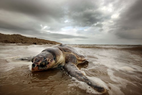 Tortugas marinas dan pasos hacia la justicia, les reconocen sus derechos reptilianos