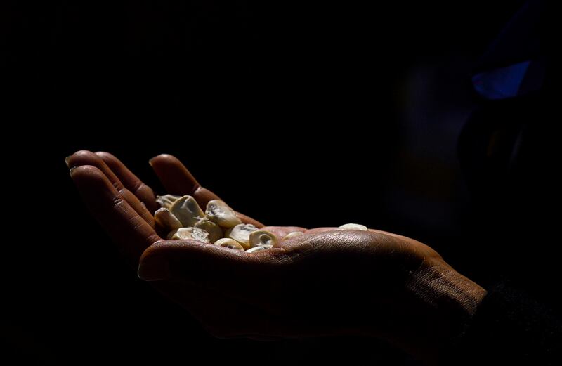 maíz-de-colores-auge-en-el-extranjero-agricultores-mexicanos