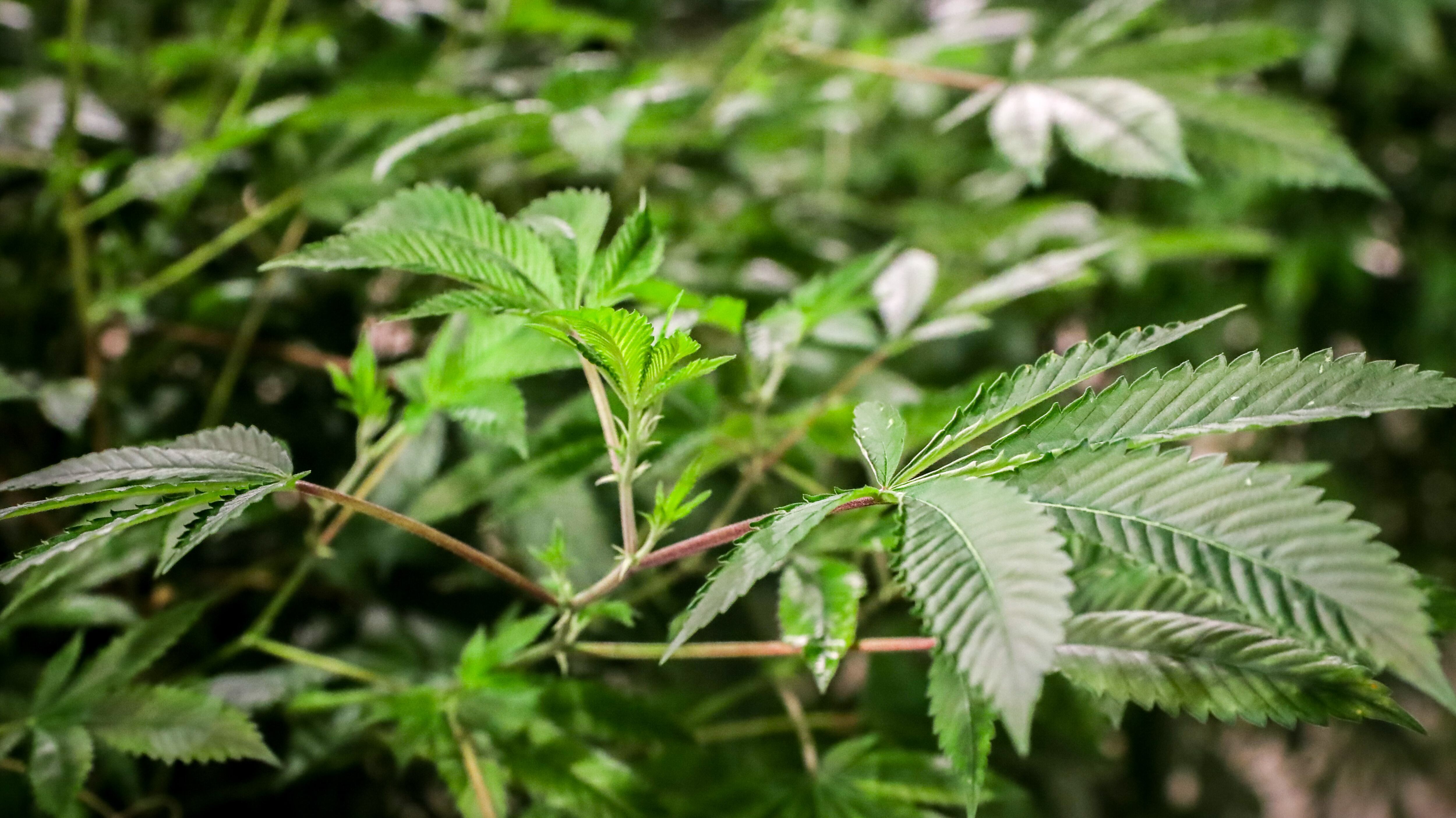 EFE/ Raúl Martínez