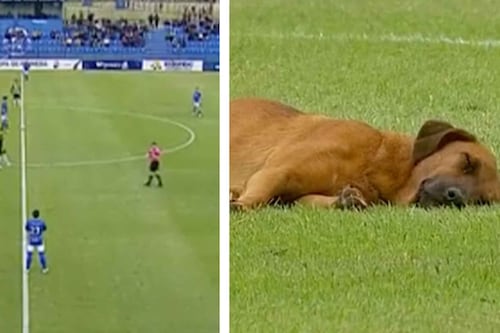 Video: ¡Una ternura! Perrito interrumpe un partido de fútbol para tomar una siesta en la cancha